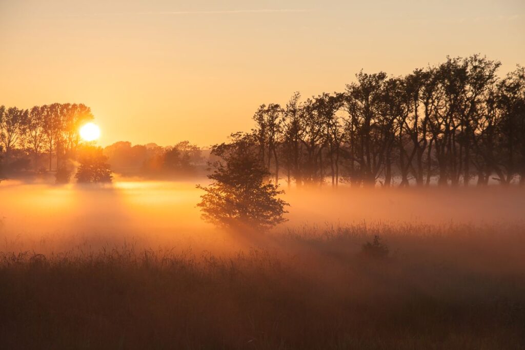 morgennebel